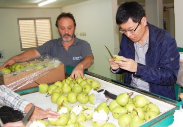 Parti rumb a China el primer envo de peras